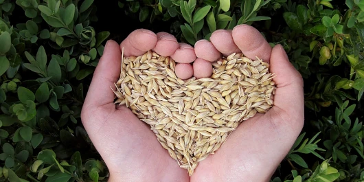 Activité santé des plantes Cotesia
